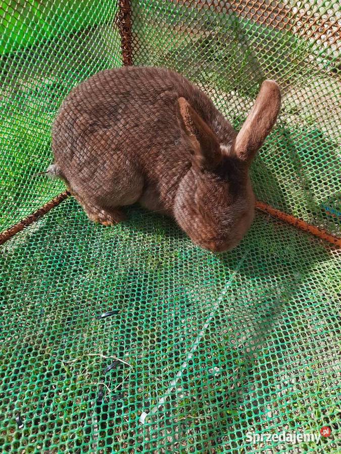 Samce 10 miesiecy Stare Podole