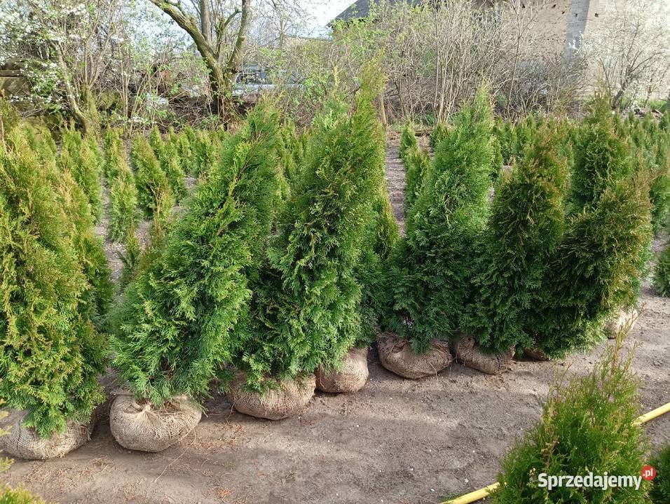 Tuja szmaragd Stęszew Mosina Poznań wielkopolskie