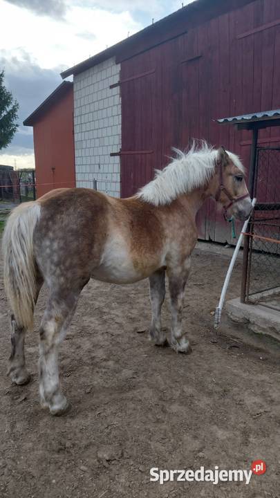 Źrebica zimnokrwista z księgą wstępną lubelskie Łęczna