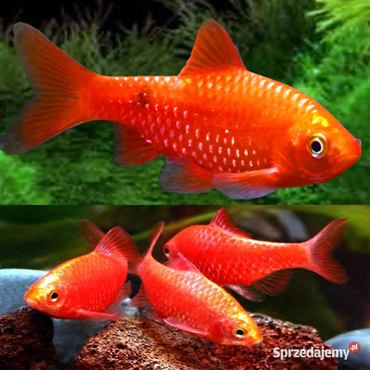 Brzanka różowa NEONOWA Pethia conchonius Barbus Ryby pomorskie Gdańsk