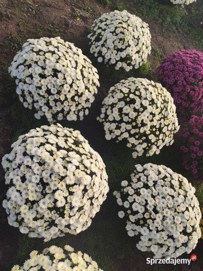 Sprzedaż Chryzantem Małkinia Górna