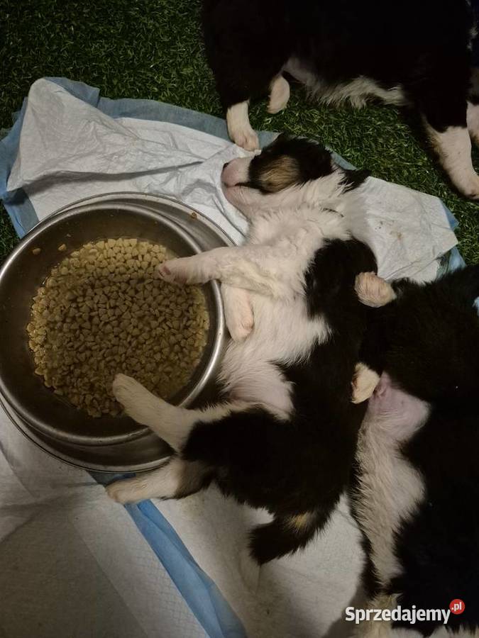 Border Collie Border Family Suchedniów sprzedam