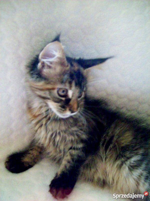 Kocięta Maine Coon Radom