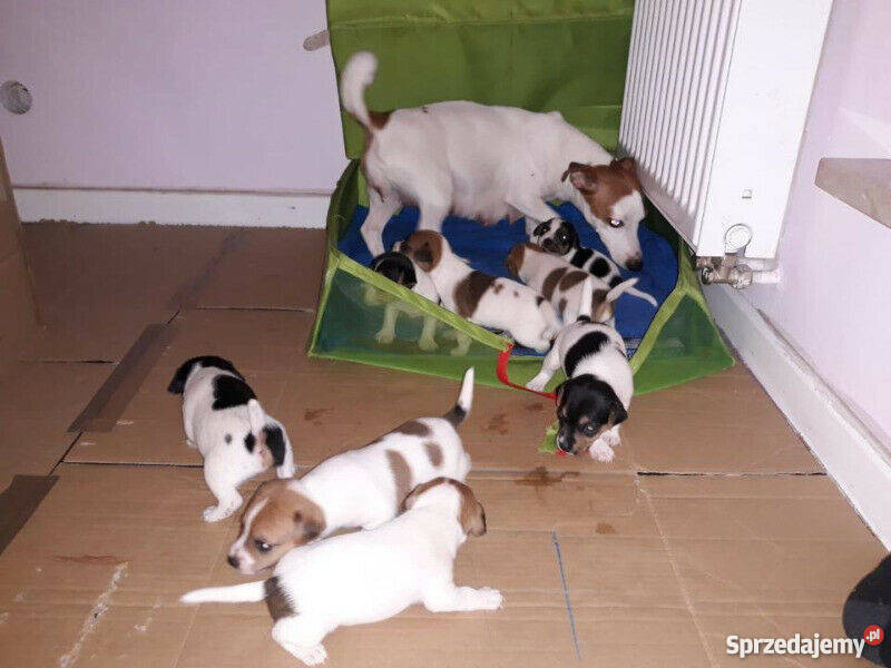 Jack Russell Terrier piękne szczeniaki Warszawa sprzedam