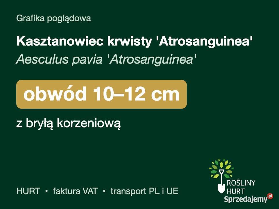 Kasztanowiec krwisty Atrosanguinea obwód 1012 z sprzedam
