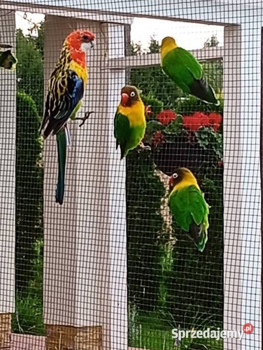 Papugi nierozłączki i rozelle Zwierzęta Cierpisz