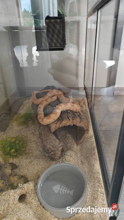Wąż zbożowyterarrium z wyposażeniem mazowieckie Warszawa