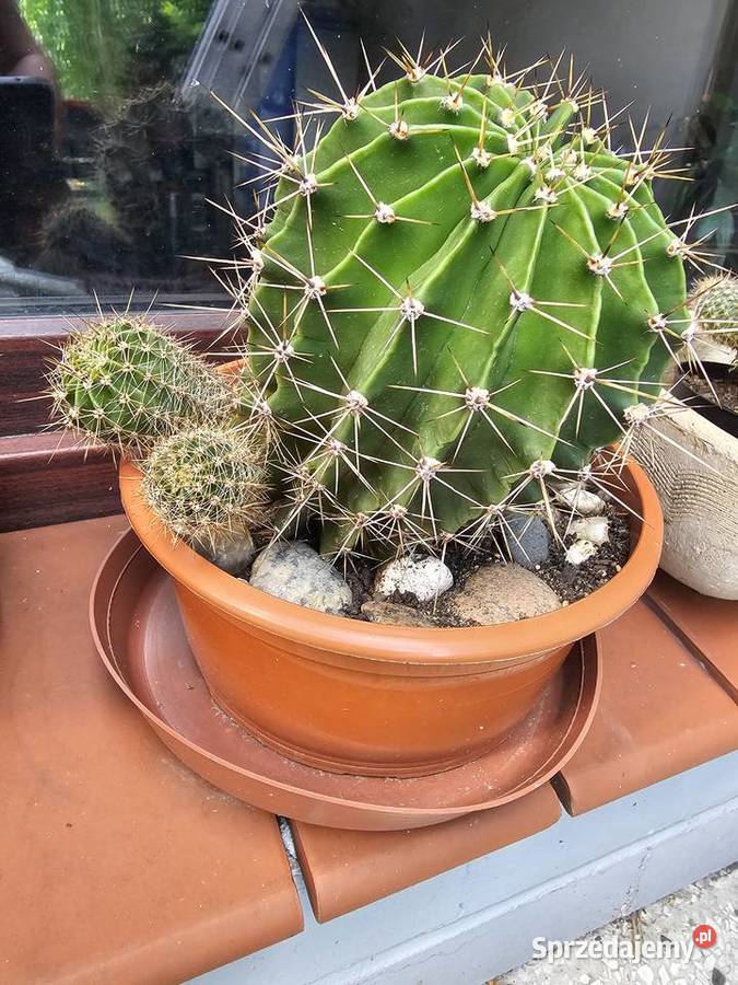Kaktus Echinopsis Królowa nocy Oświęcim