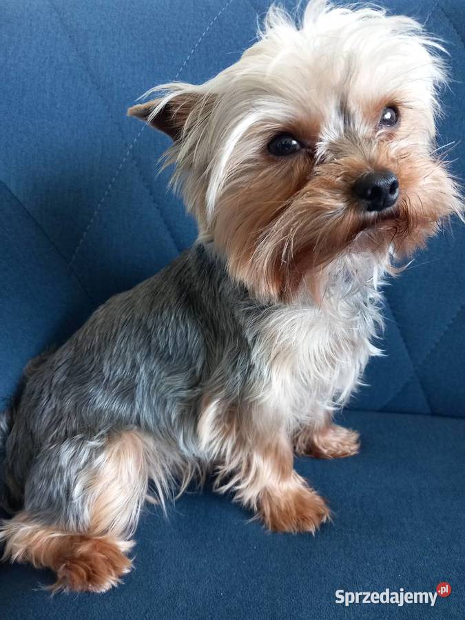 Piesek Yorkshire Terrier York Skomielna Biała sprzedam