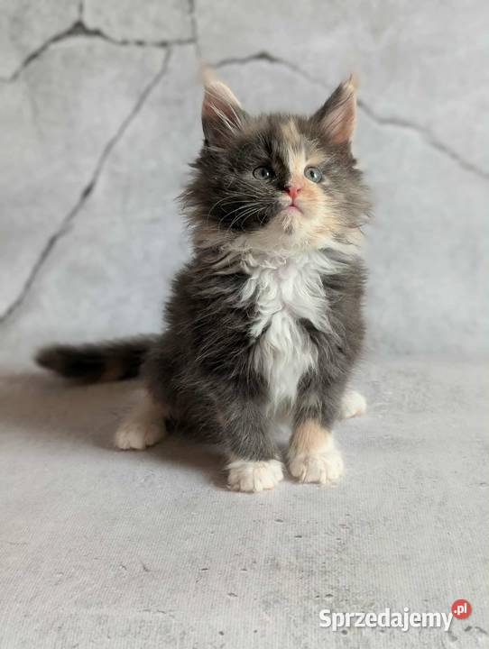 Kocieta Maine Coon dolnośląskie Wrocław