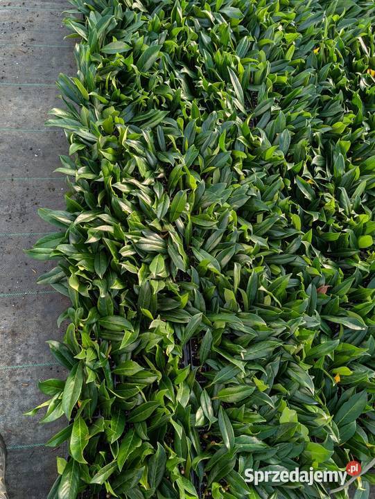 Sadzonki laurowisni Caucasika Śliwice