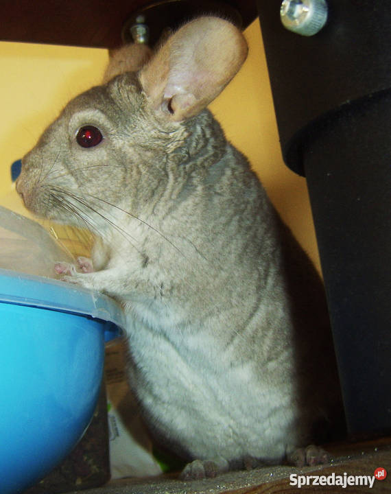 Szynszyla BEŻOWA szynszyl beż hetro szynszyle małopolskie Kraków