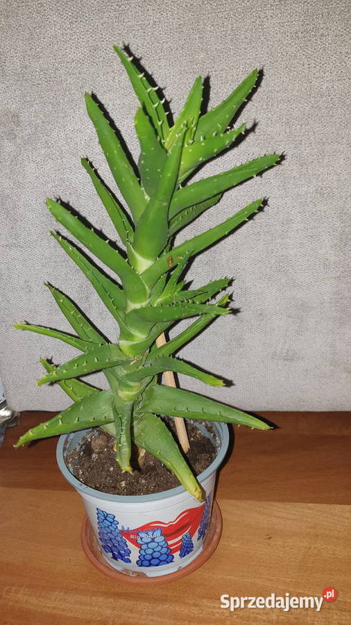 Aloes zielony roślina rosnąca wysokość 33 Kaktusy i sukulenty Warszawa sprzedam