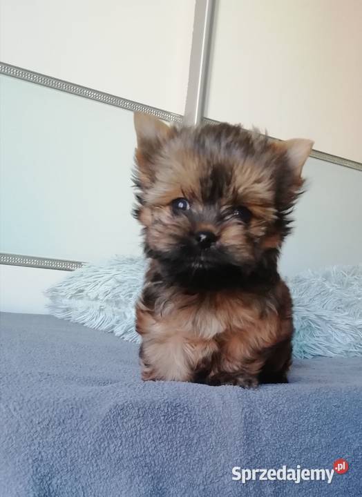 Chłopiec XXS yorkshire terrier Skawina sprzedam