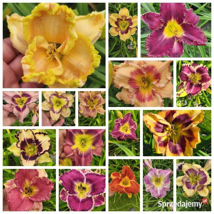 Liliowce miks kolorów 5 sztuk Zabrze