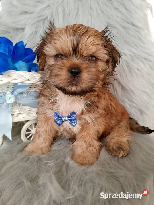 Gotowy do odbioru piesek rasy ShihTzu Wieruszów