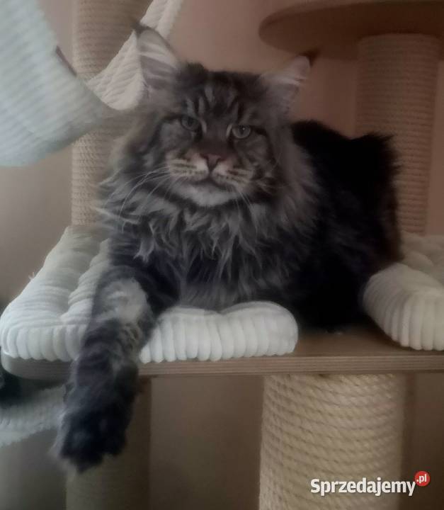 Kocur Maine Coon Wrocław