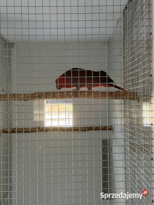 Samica Lory zmieni dom