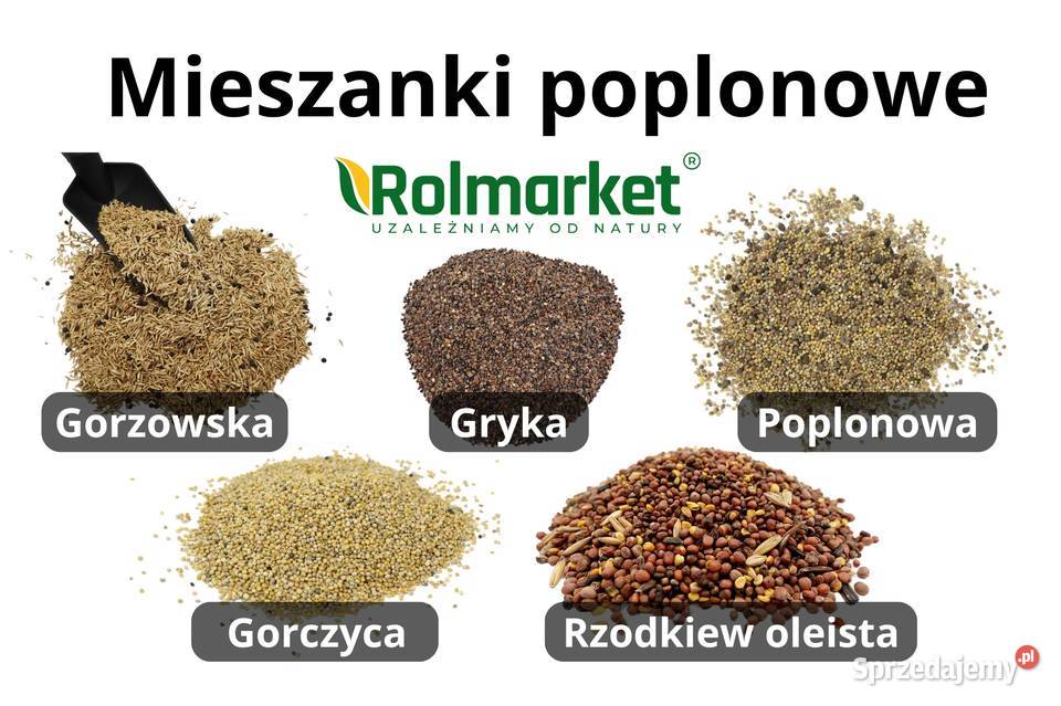 Mieszanka poplonowa Gryka Rzodkiew Nasiona Cieśle sprzedam