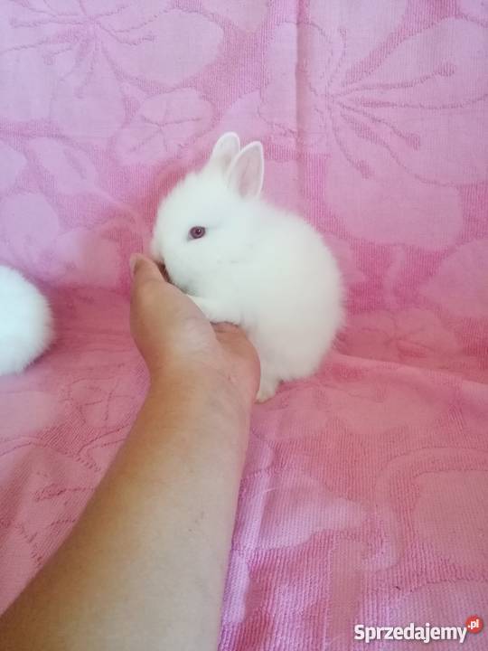 Króliczki karzelki króliczki miniaturki Radom