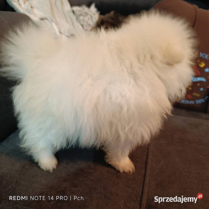 Szpic miniaturowy Przepiękne misie Warszawa