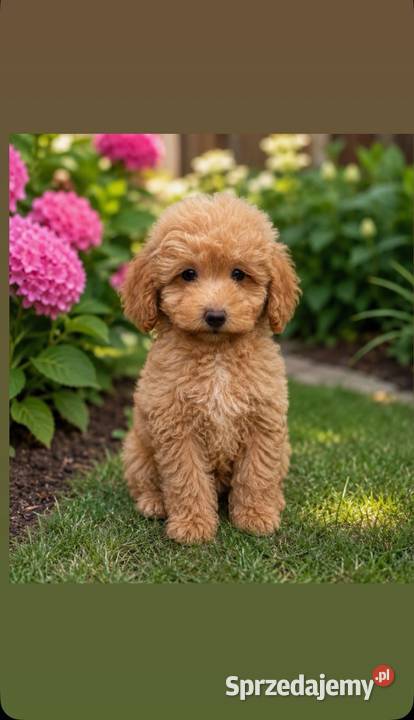 Piesek maltipoo Ełk