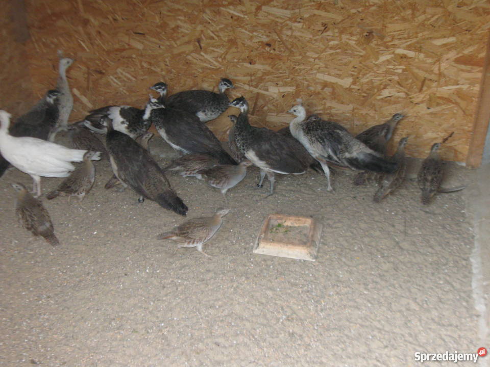 pawie kuropatwy wielkopolskie Jarocin