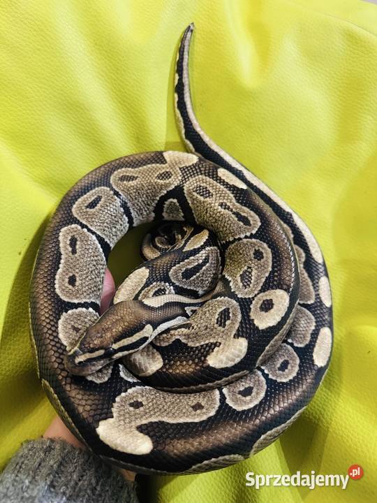 Dorosły samiec Pyton Królewski Classic Gady i płazy Jastrzębie-Zdrój