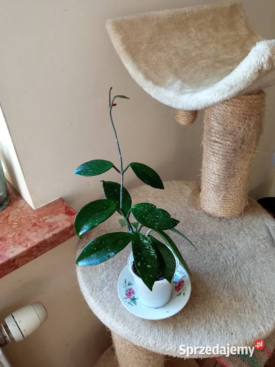 Kwiaty Patyczak i Białystok