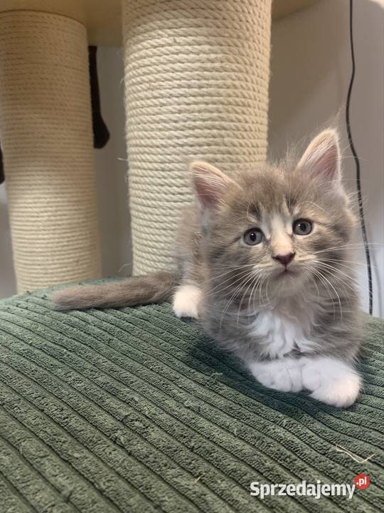 Rezerwacja kocięta koty i kocice Maine Coon Warszawa