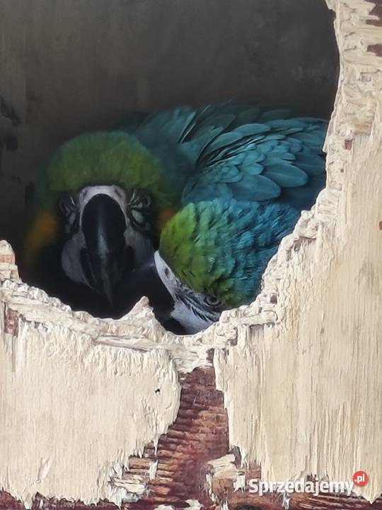 Ary ararauny para legowa Dąbrowa Górnicza sprzedam