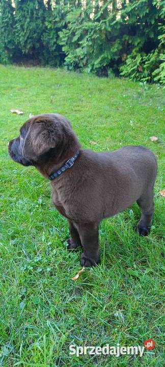 Labrador Retriever Czekoladowa Suczka ZkwpFCI sprzedam