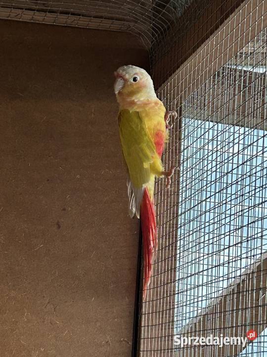 Samica rudosterki 4letnia