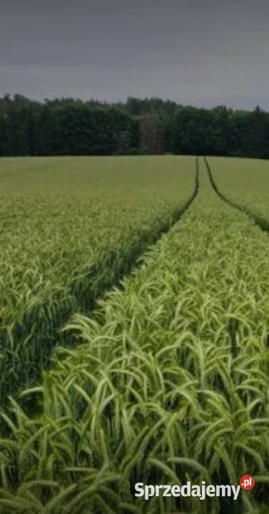 Pszenżyto Tadeus centrali Oksa