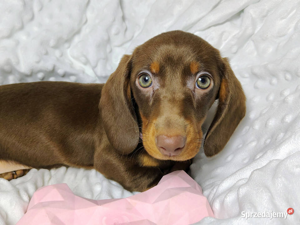 SUCZKA Jamnik krótkowłosy Czekoladowa podpalana małopolskie Kraków sprzedam