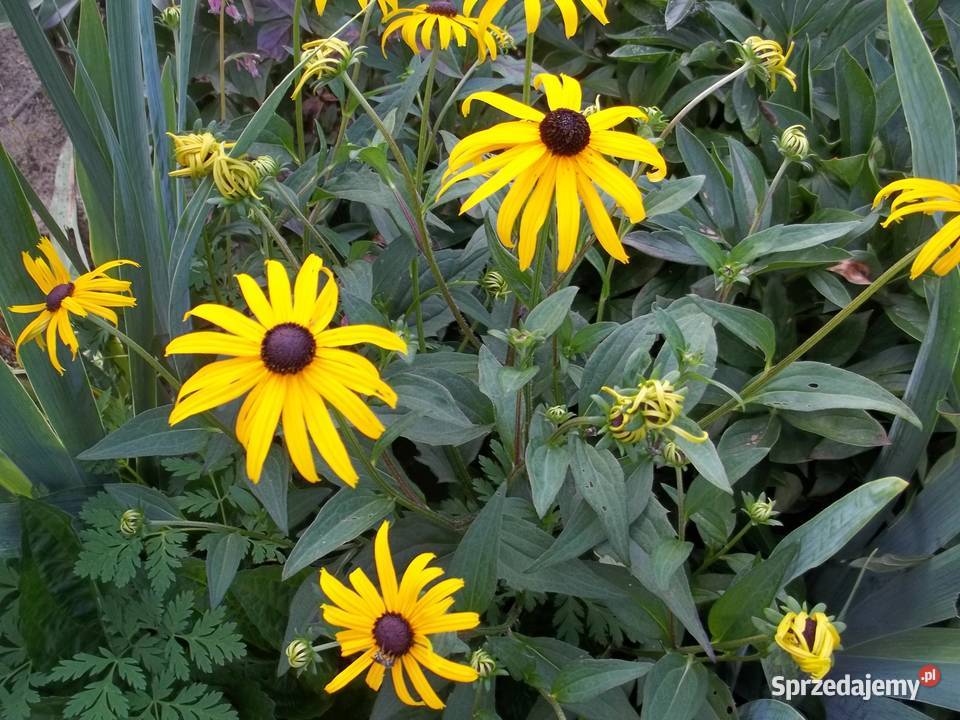 Rudbekia błyskotliwa mrozoodporna roślina do Łódź sprzedam