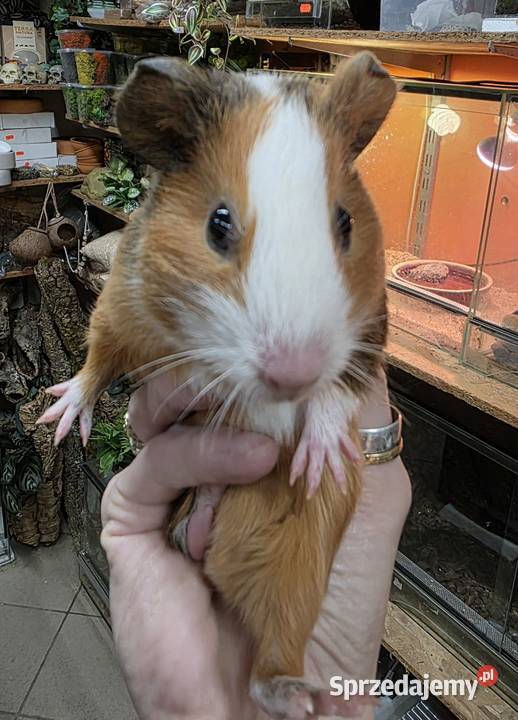 Świnka morska cavia domowa cawia