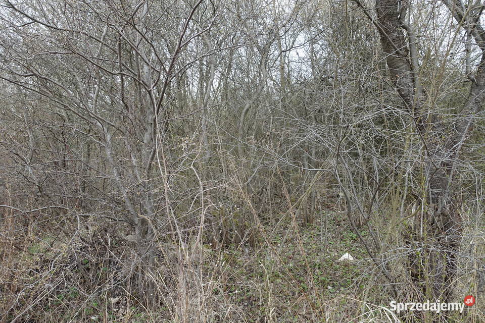 Syndyk sprzeda działkę na Skrajnej SP strefa Kielce