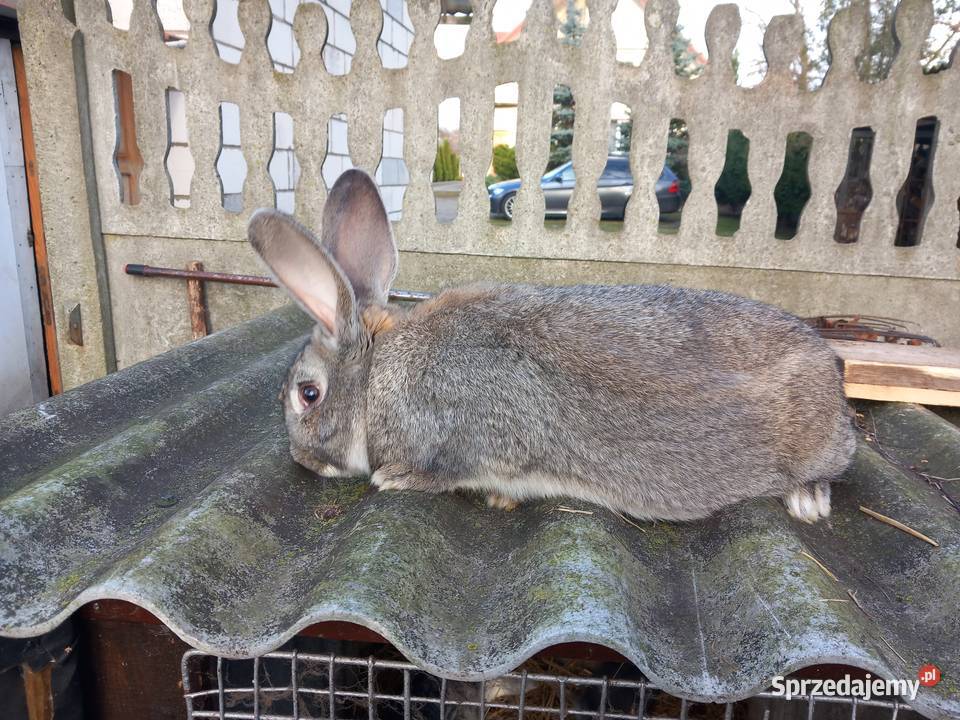 Króliki Mińsk Mazowiecki sprzedam