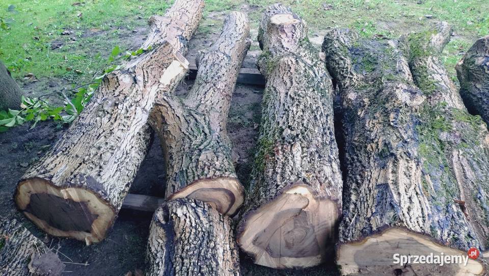 Drzewo Orzecha KlockiKłody podkarpackie Przeworsk