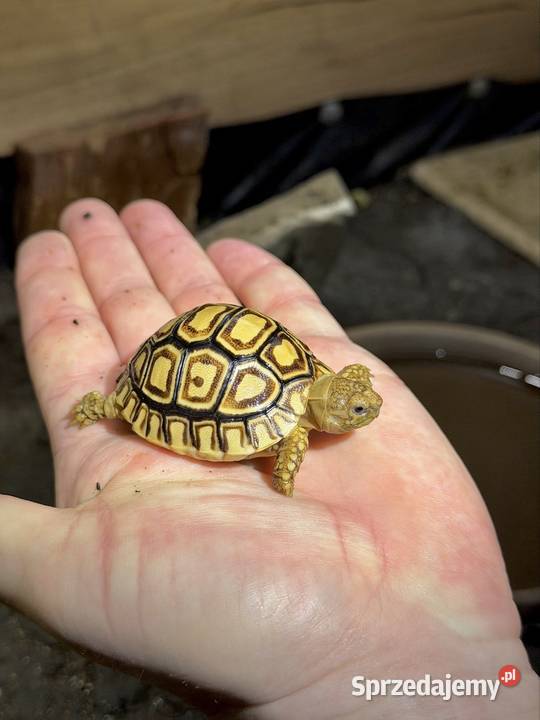 Żółwie lamparcie Jeżów Sudecki sprzedam
