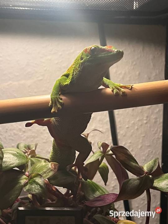 Jaszczurka do terrarium Bielsko-Biała