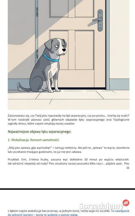 Trudny pies lęk separacyjny niszczenie Warszawa