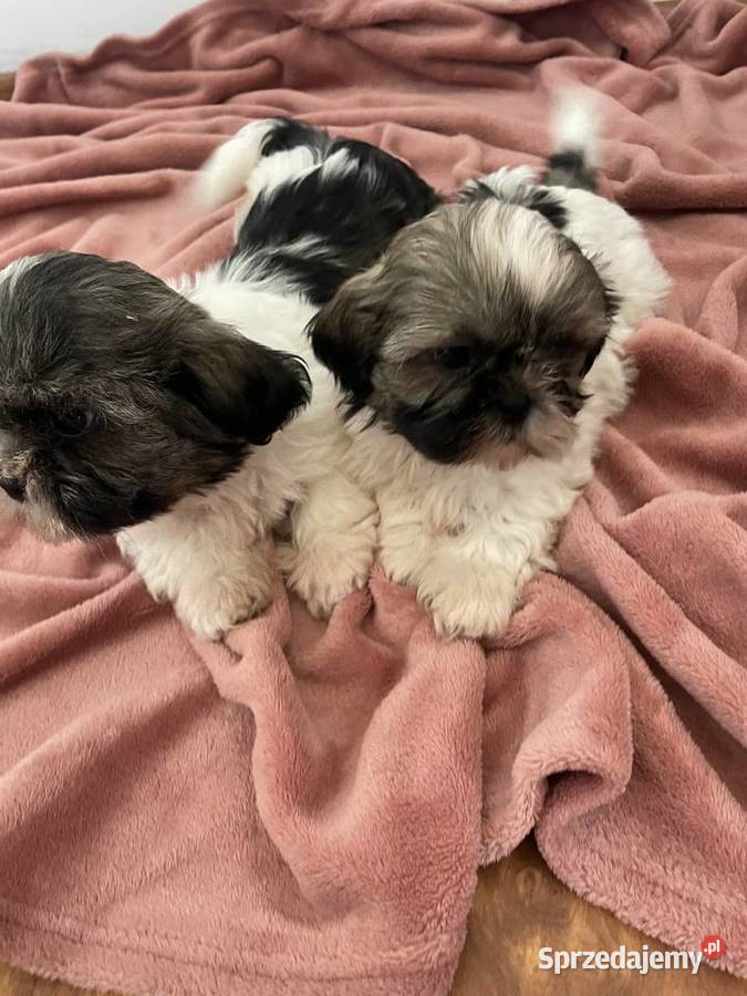 Śliczne szczeniaki Shih Tzu wielkopolskie Granowo
