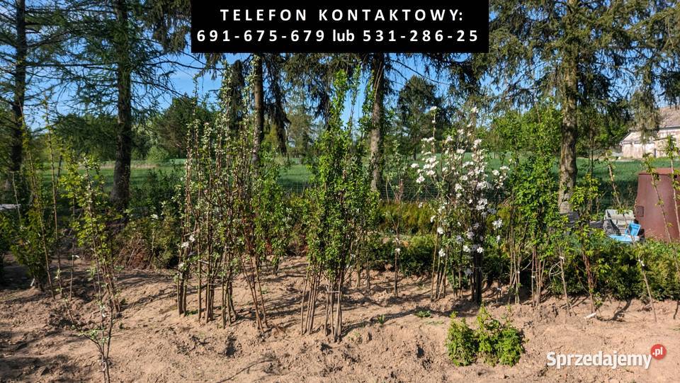 Sadzonki drzewek owocowych iglastych liściastych kujawsko-pomorskie Tupadły