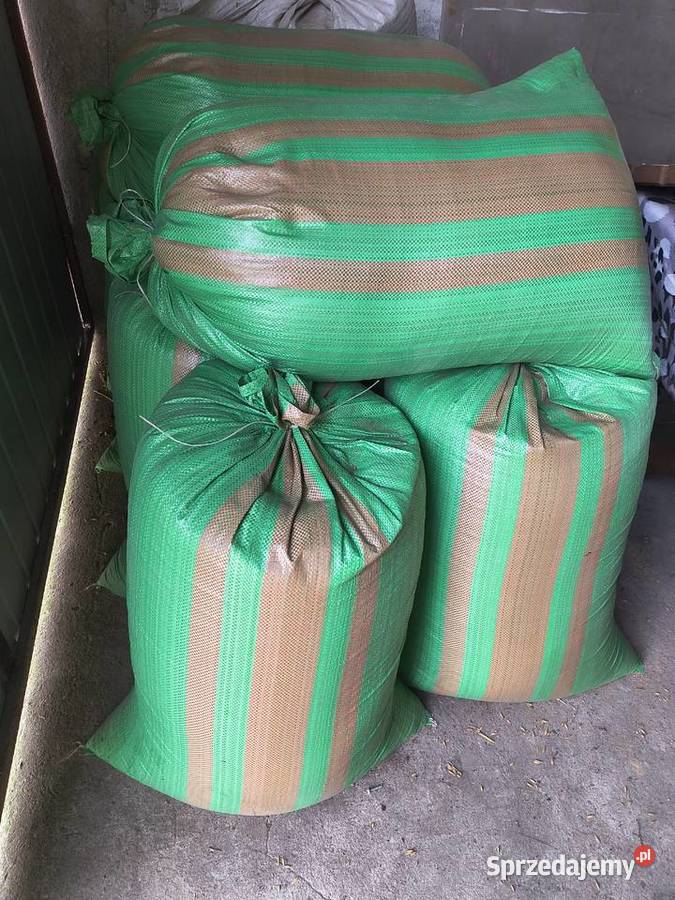 Owies workowany Chodybki