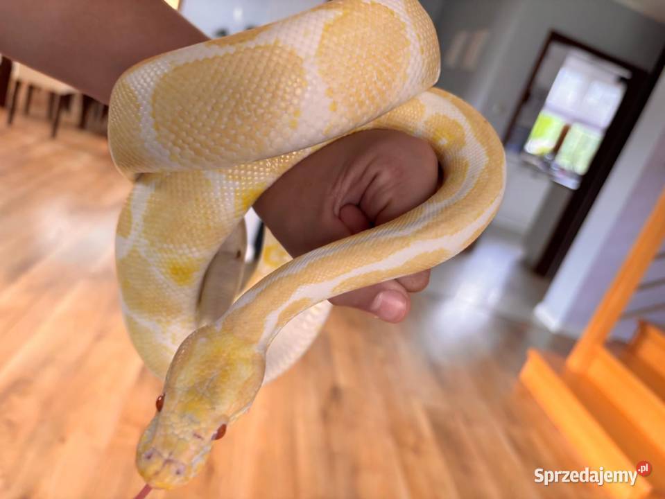 Pyton Królewski ALBINO Duże Terrarium MDF Płock sprzedam