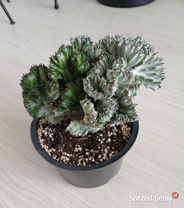 Euphorbia Lactea White Ghost Cristata Częstochowa