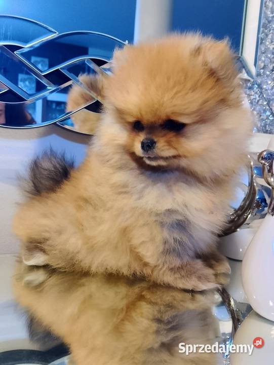 SUCZKA szpic miniaturowy pomeranian mazowieckie Sochaczew sprzedam