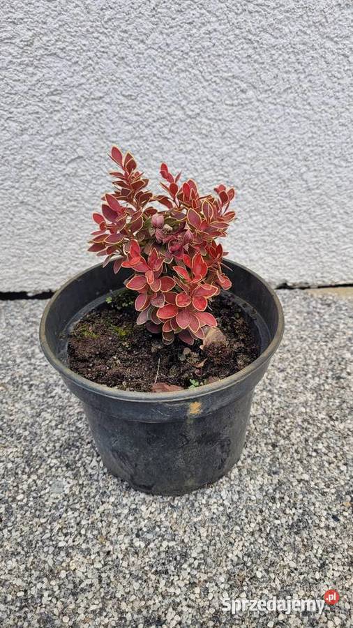 Berberys Thunberga Admiration